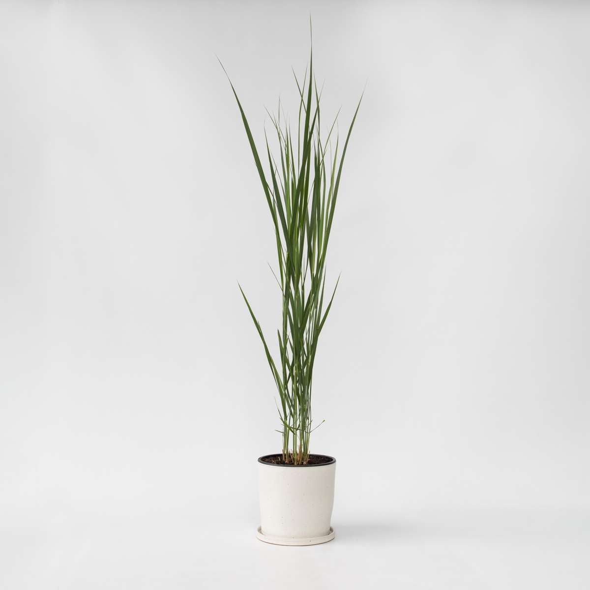 Florastore Fingergras - Panicum Virgatum 'Northwind' - Höhe 40-60Cm - ⌀23Cm