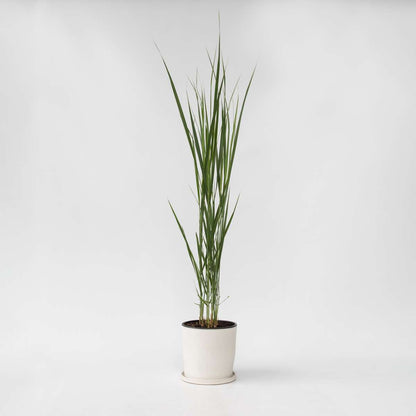 Florastore Fingergras - Panicum Virgatum 'Northwind' - Höhe 40-60Cm - ⌀23Cm