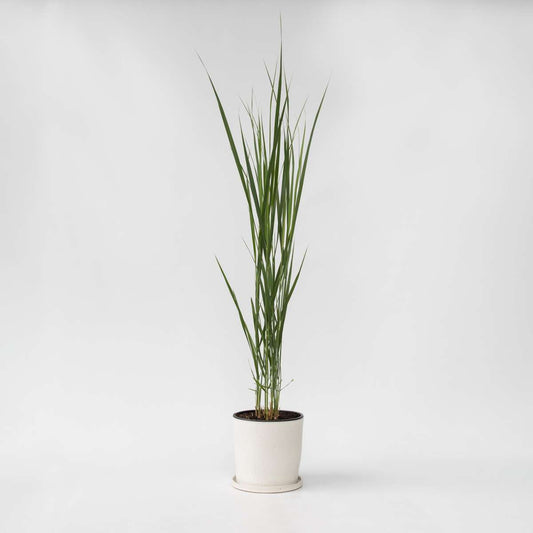 Florastore Fingergras - Panicum Virgatum 'Northwind' - Höhe 40-60Cm - ⌀23Cm