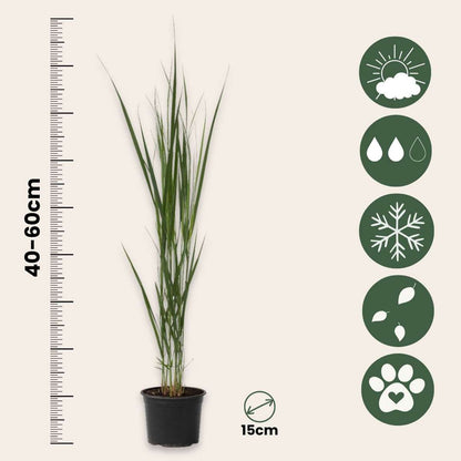 Florastore Fingergras - Panicum Virgatum 'Northwind' - Höhe 40-60Cm - ⌀23Cm