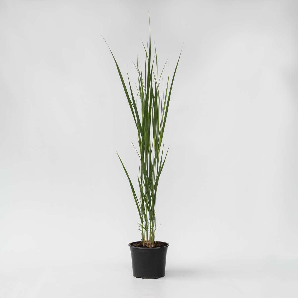 Florastore Fingergras - Panicum Virgatum 'Northwind' - Höhe 40-60Cm - ⌀23Cm