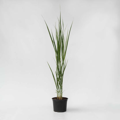 Florastore Fingergras - Panicum Virgatum 'Northwind' - Höhe 40-60Cm - ⌀23Cm