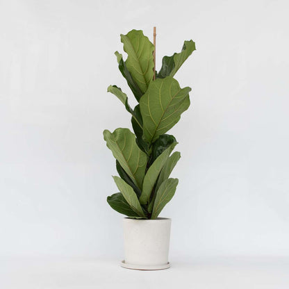 Florastore Geigenpflanze - Ficus Lyrata - Höhe 70-90Cm - ⌀21Cm
