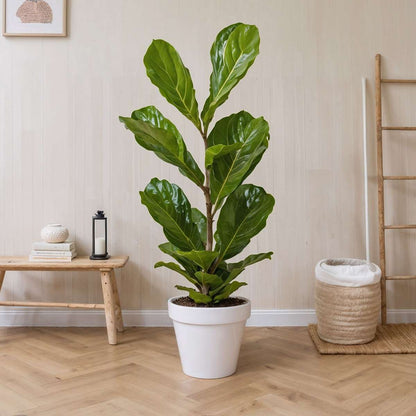 Florastore Geigenpflanze - Ficus Lyrata - Höhe 70-90Cm - ⌀21Cm