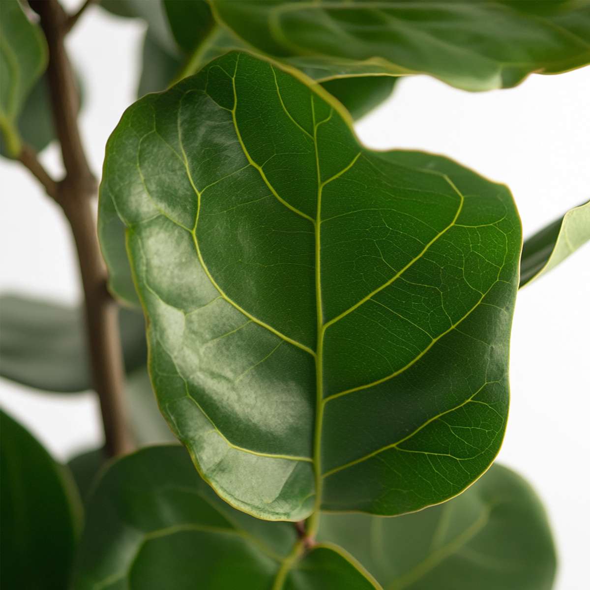 Florastore Geigenpflanze - Ficus Lyrata - Höhe 70-90Cm - ⌀21Cm