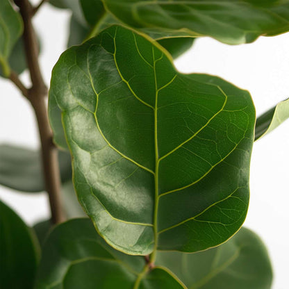 Florastore Geigenpflanze - Ficus Lyrata - Höhe 70-90Cm - ⌀21Cm
