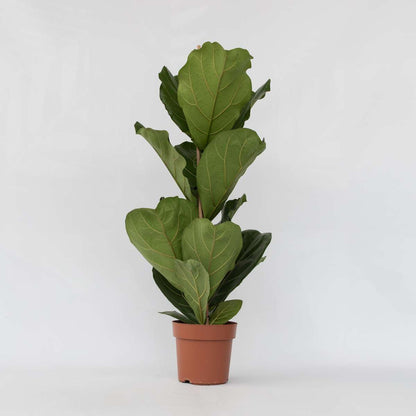 Florastore Geigenpflanze - Ficus Lyrata - Höhe 70-90Cm - ⌀21Cm