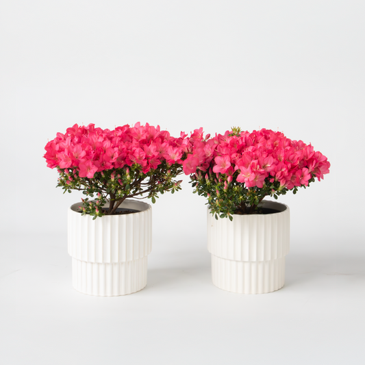 Florastore Azalee - 2 Stk - Rhododendron Azalea 'Anouk' - Höhe 25-40Cm - ⌀17Cm