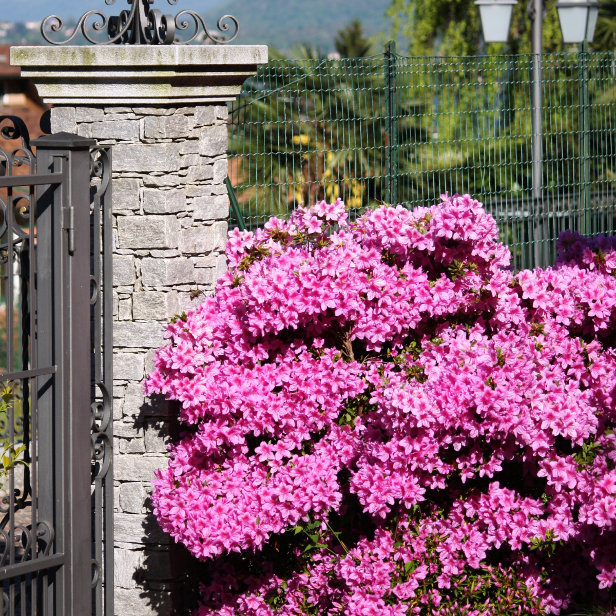 Florastore Azalee - 2 Stk - Rhododendron Azalea 'Anouk' - Höhe 25-40Cm - ⌀17Cm