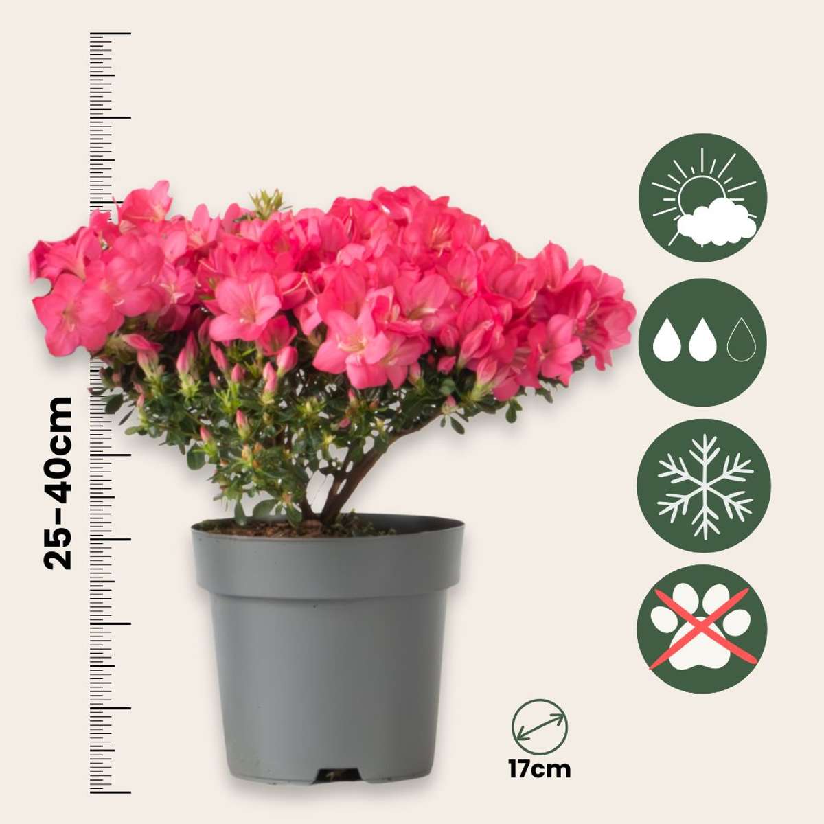 Florastore Azalee - 2 Stk - Rhododendron Azalea 'Anouk' - Höhe 25-40Cm - ⌀17Cm