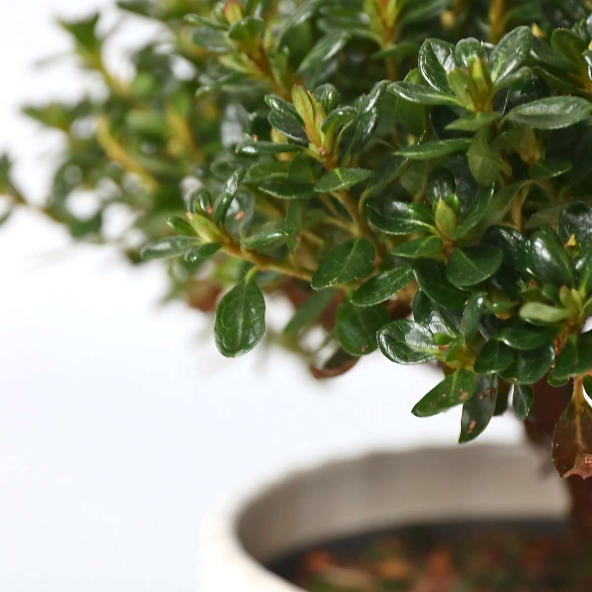 Florastore Azalee - 2 Stk - Rhododendron Azalea 'Anouk' - Höhe 25-40Cm - ⌀17Cm