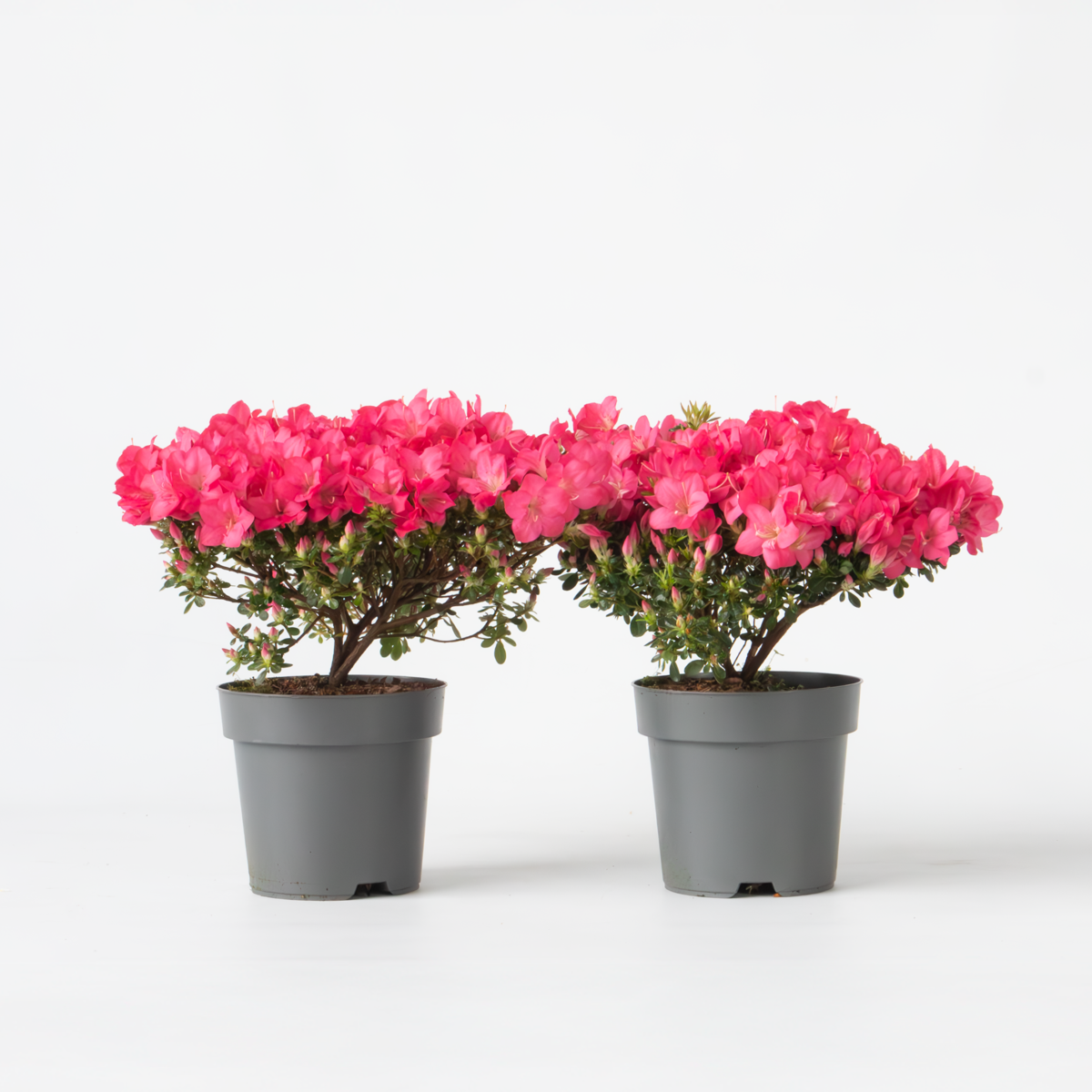 Florastore Azalee - 2 Stk - Rhododendron Azalea 'Anouk' - Höhe 25-40Cm - ⌀17Cm