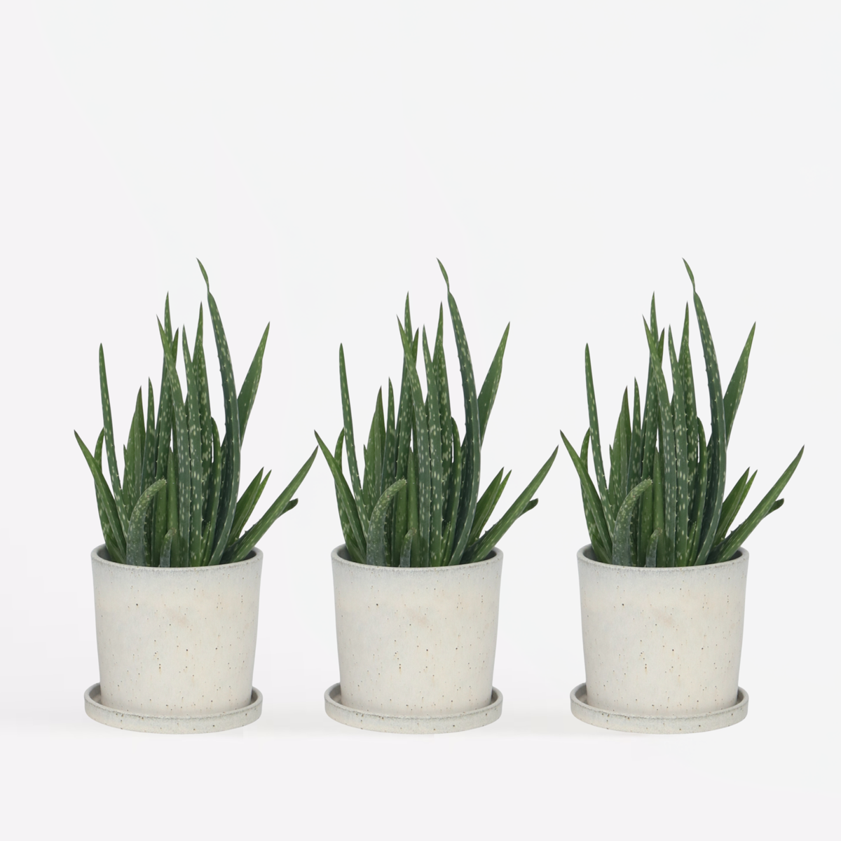 Florastore Aloe Vera - 3 Stk - Aloe Barbadensis - Höhe 25-40Cm - ⌀11Cm