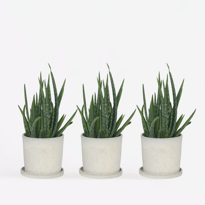 Florastore Aloe Vera - 3 Stk - Aloe Barbadensis - Höhe 25-40Cm - ⌀11Cm