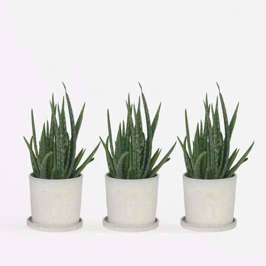 Florastore Aloe Vera - 3 Stk - Aloe Barbadensis - Höhe 25-40Cm - ⌀11Cm
