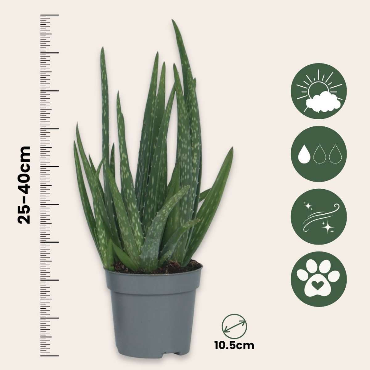 Florastore Aloe Vera - 3 Stk - Aloe Barbadensis - Höhe 25-40Cm - ⌀11Cm
