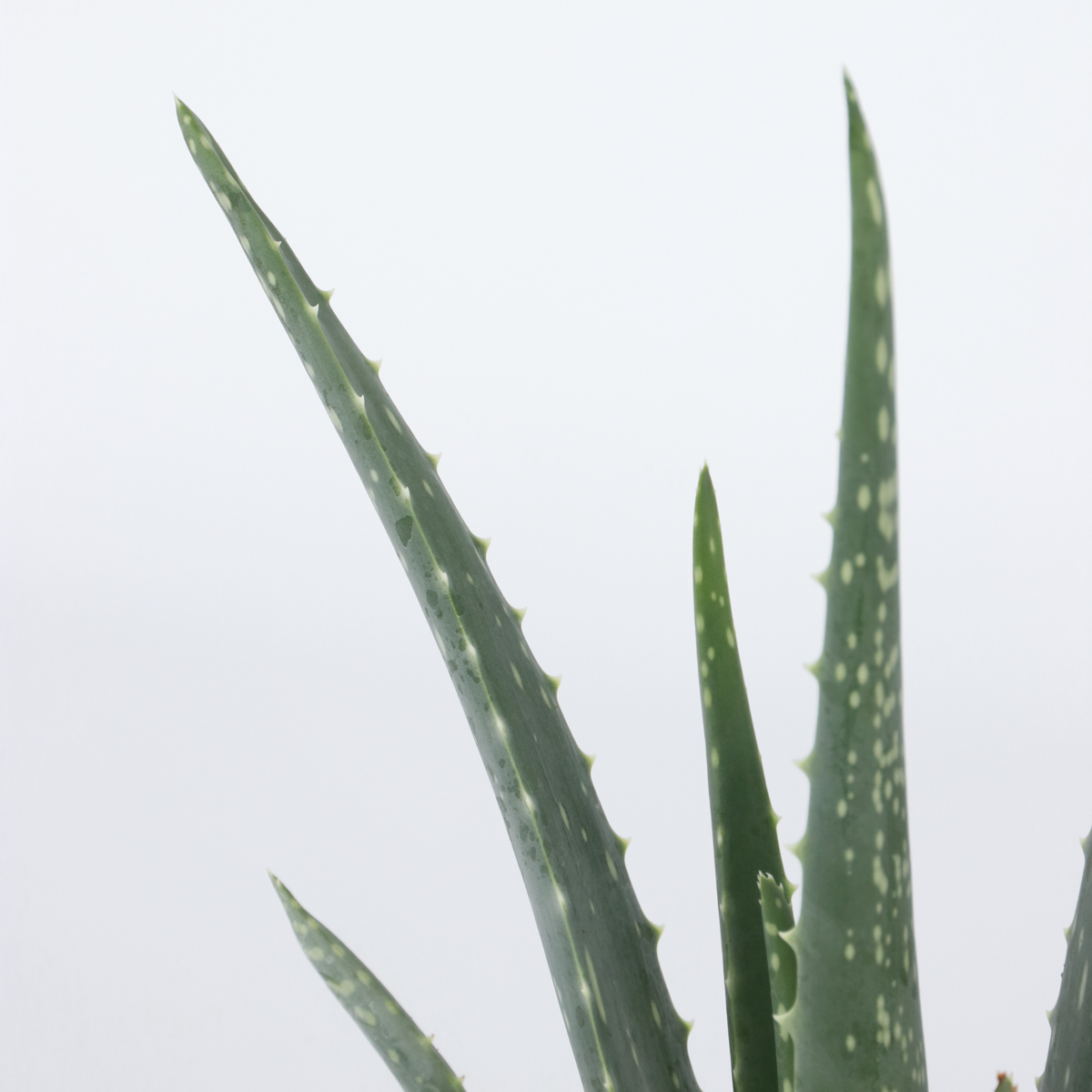 Florastore Aloe Vera - 3 Stk - Aloe Barbadensis - Höhe 25-40Cm - ⌀11Cm