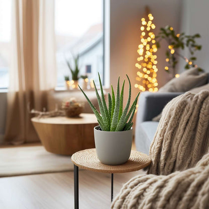 Florastore Aloe Vera - 3 Stk - Aloe Barbadensis - Höhe 25-40Cm - ⌀11Cm