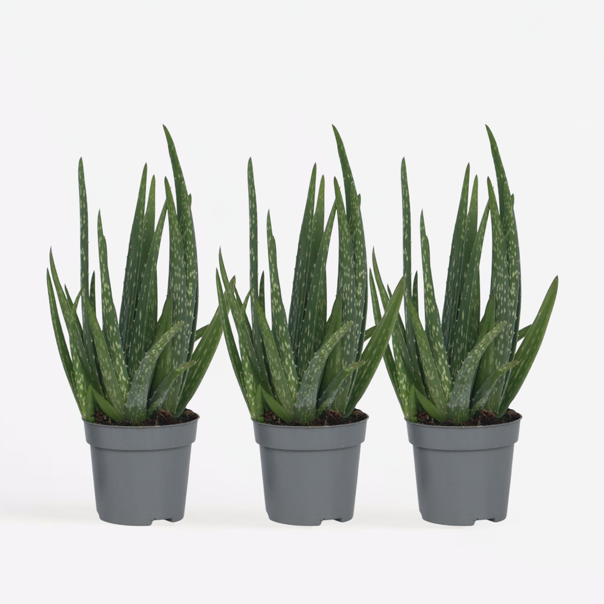 Florastore Aloe Vera - 3 Stk - Aloe Barbadensis - Höhe 25-40Cm - ⌀11Cm