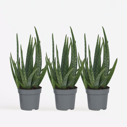 Florastore Aloe Vera - 3 Stk - Aloe Barbadensis - Höhe 25-40Cm - ⌀11Cm