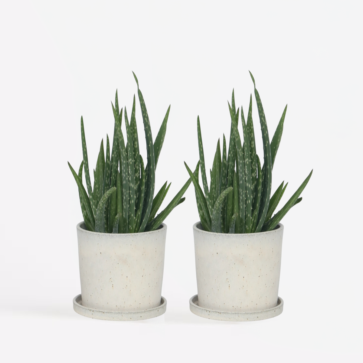 Florastore Aloe Vera - 2 Stk - Aloe Barbadensis - Höhe 25-40Cm - ⌀11Cm