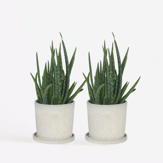 Florastore Aloe Vera - 2 Stk - Aloe Barbadensis - Höhe 25-40Cm - ⌀11Cm