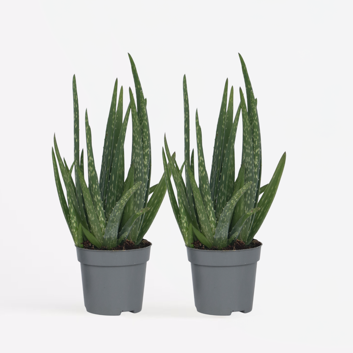 Florastore Aloe Vera - 2 Stk - Aloe Barbadensis - Höhe 25-40Cm - ⌀11Cm