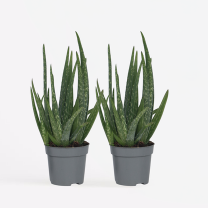 Florastore Aloe Vera - 2 Stk - Aloe Barbadensis - Höhe 25-40Cm - ⌀11Cm