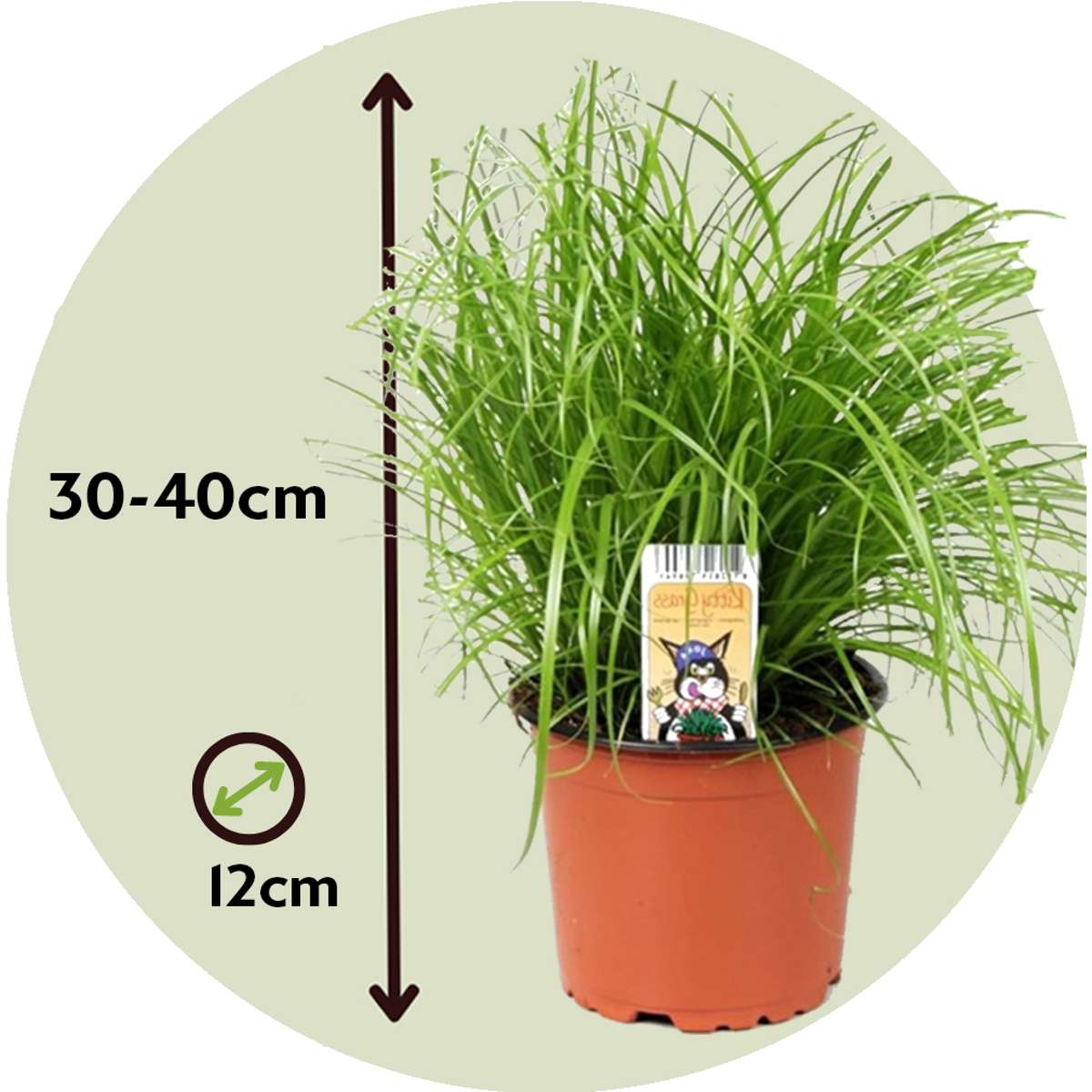 Florastore Zyperngras - 4Er Set - Cyperus Katzengras - Höhe 30-40Cm - Topf 12Cm