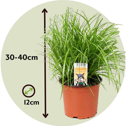 Florastore Zyperngras - 4Er Set - Cyperus Katzengras - Höhe 30-40Cm - Topf 12Cm