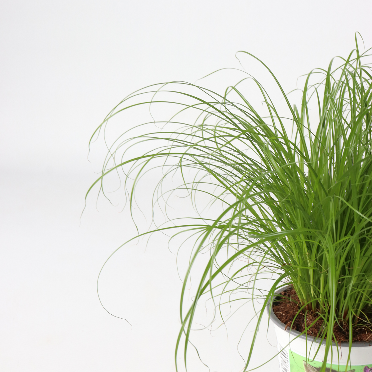Florastore Zyperngras - 4Er Set - Cyperus Katzengras - Höhe 30-40Cm - Topf 12Cm