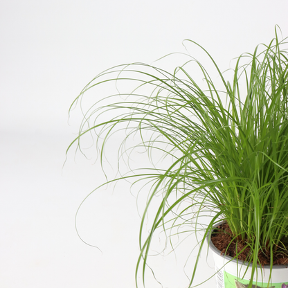 Florastore Zyperngras - 4Er Set - Cyperus Katzengras - Höhe 30-40Cm - Topf 12Cm