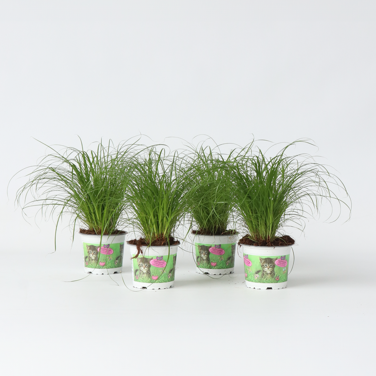 Florastore Zyperngras - 4Er Set - Cyperus Katzengras - Höhe 30-40Cm - Topf 12Cm