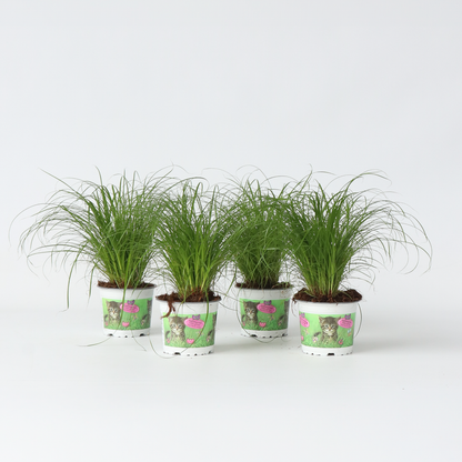 Florastore Zyperngras - 4Er Set - Cyperus Katzengras - Höhe 30-40Cm - Topf 12Cm
