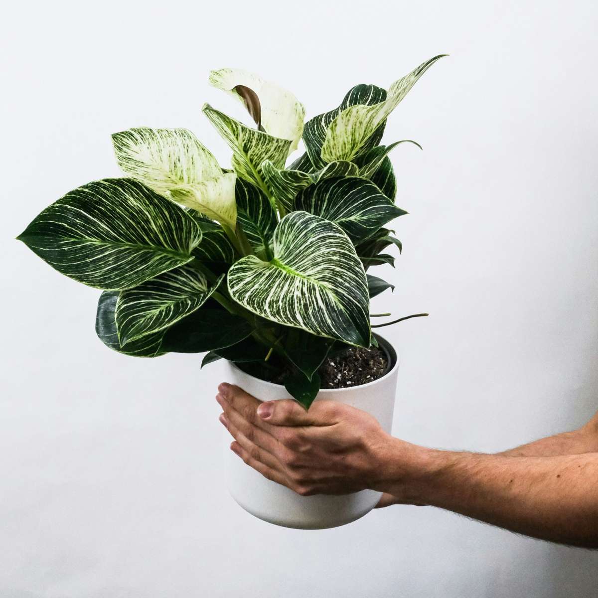 Florastore Zebrapflanze - 2 Stk - Aphelandra Squarrosa 'Botanica' - Höhe 25-45Cm - ⌀13Cm