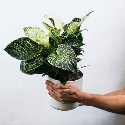 Florastore Zebrapflanze - 2 Stk - Aphelandra Squarrosa 'Botanica' - Höhe 25-45Cm - ⌀13Cm