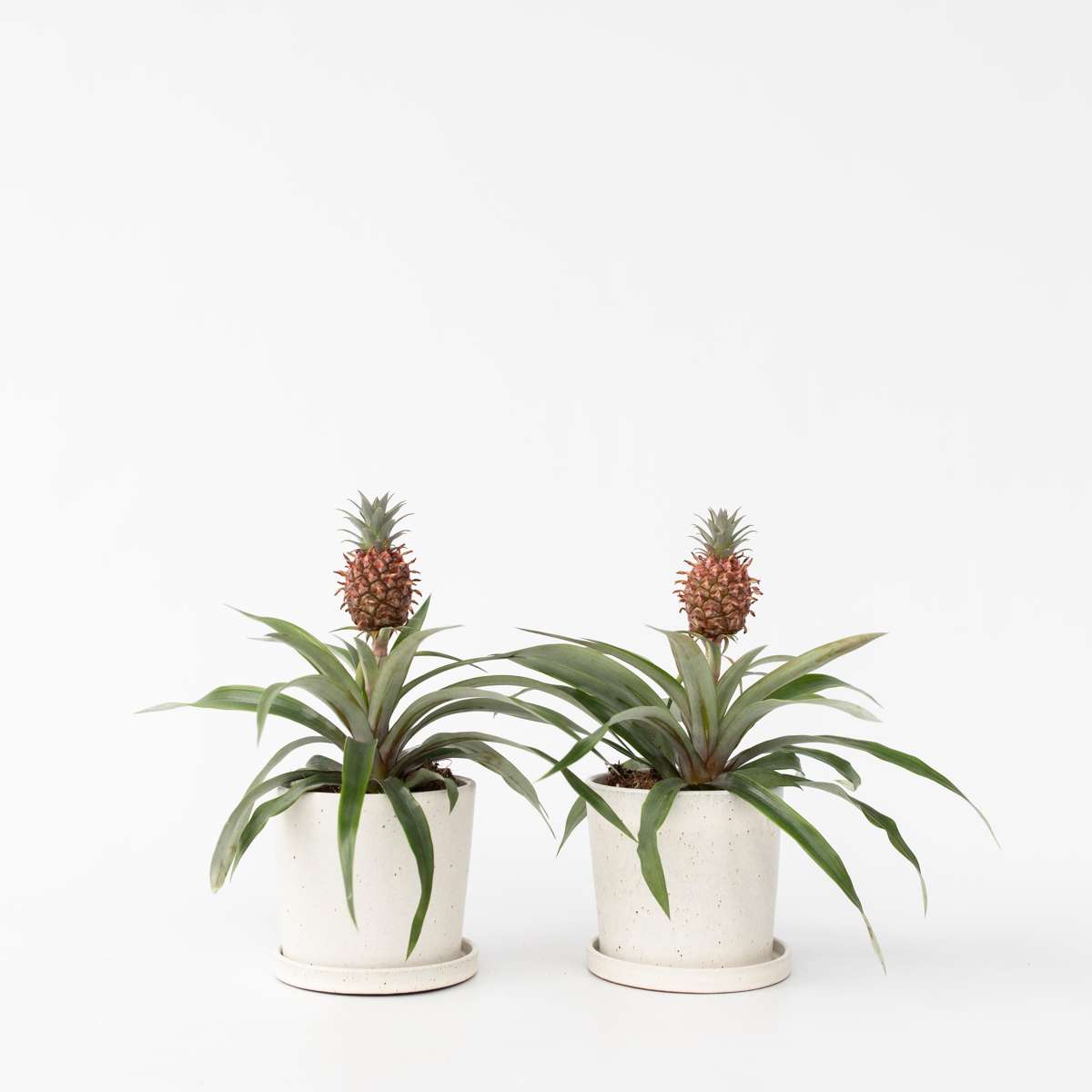Florastore Ananaspflanze - 2 Stk - Ananas Comosus 'Mi Amigo' - Höhe 35-45Cm - ⌀12Cm