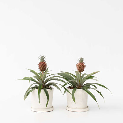 Florastore Ananaspflanze - 2 Stk - Ananas Comosus 'Mi Amigo' - Höhe 35-45Cm - ⌀12Cm