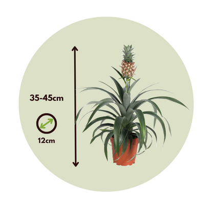 Florastore Ananaspflanze - 2 Stk - Ananas Comosus 'Mi Amigo' - Höhe 35-45Cm - ⌀12Cm