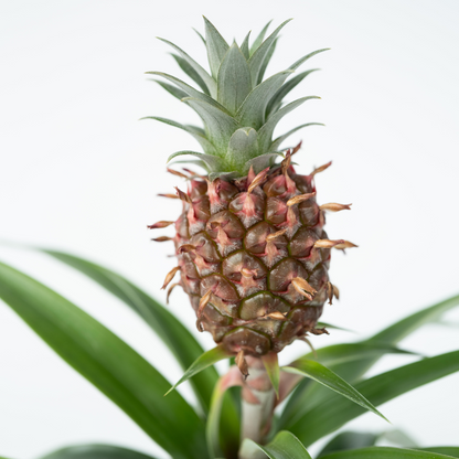 Florastore Ananaspflanze - 2 Stk - Ananas Comosus 'Mi Amigo' - Höhe 35-45Cm - ⌀12Cm