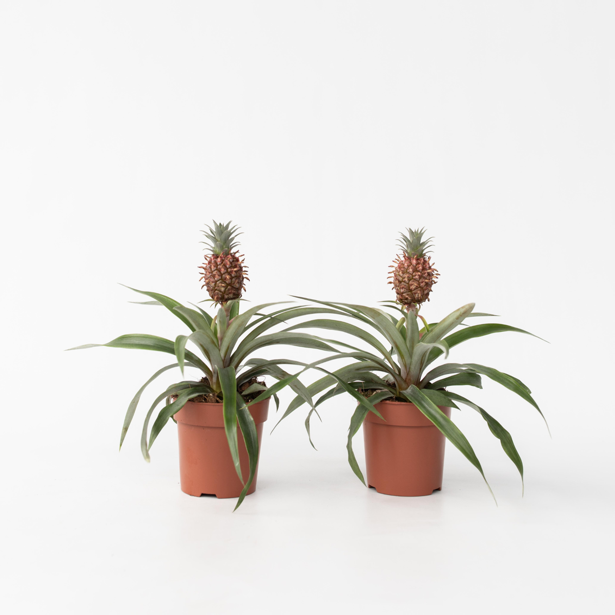 Florastore Ananaspflanze - 2 Stk - Ananas Comosus 'Mi Amigo' - Höhe 35-45Cm - ⌀12Cm