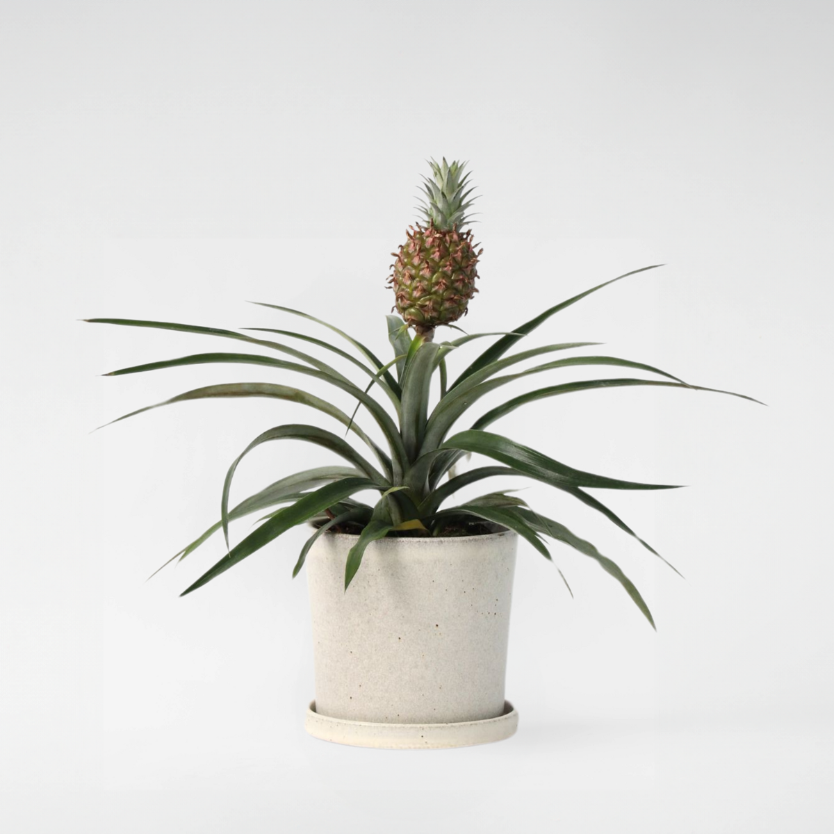Florastore Ananaspflanze - Ananas Comosus 'Mi Amigo' - Höhe 35-45Cm - ⌀12Cm