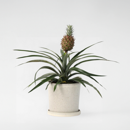 Florastore Ananaspflanze - Ananas Comosus 'Mi Amigo' - Höhe 35-45Cm - ⌀12Cm