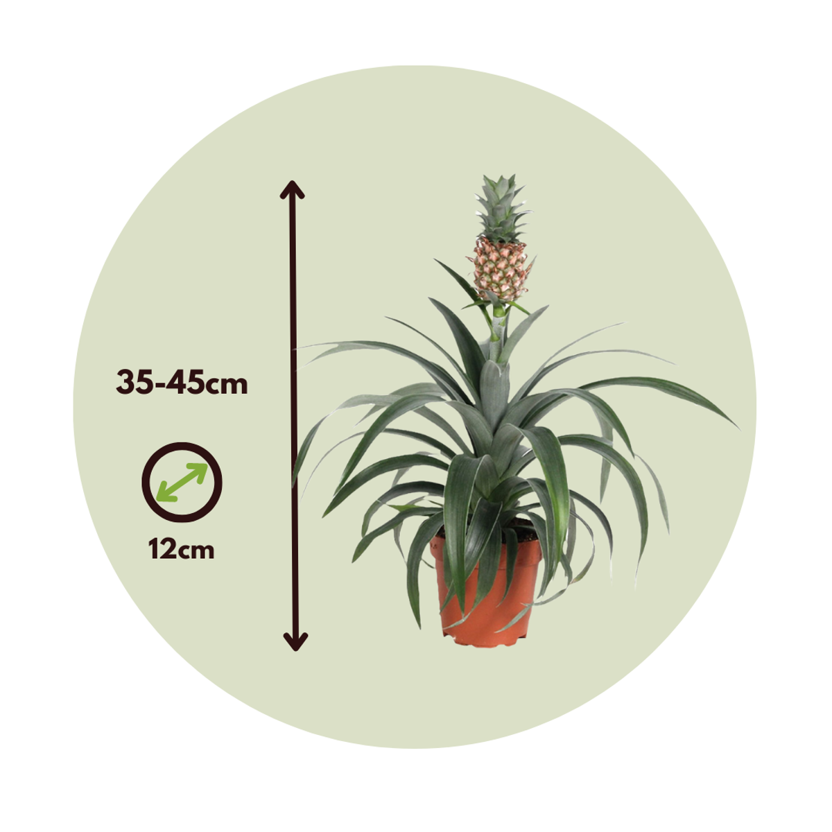 Florastore Ananaspflanze - Ananas Comosus 'Mi Amigo' - Höhe 35-45Cm - ⌀12Cm