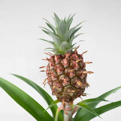 Florastore Ananaspflanze - Ananas Comosus 'Mi Amigo' - Höhe 35-45Cm - ⌀12Cm