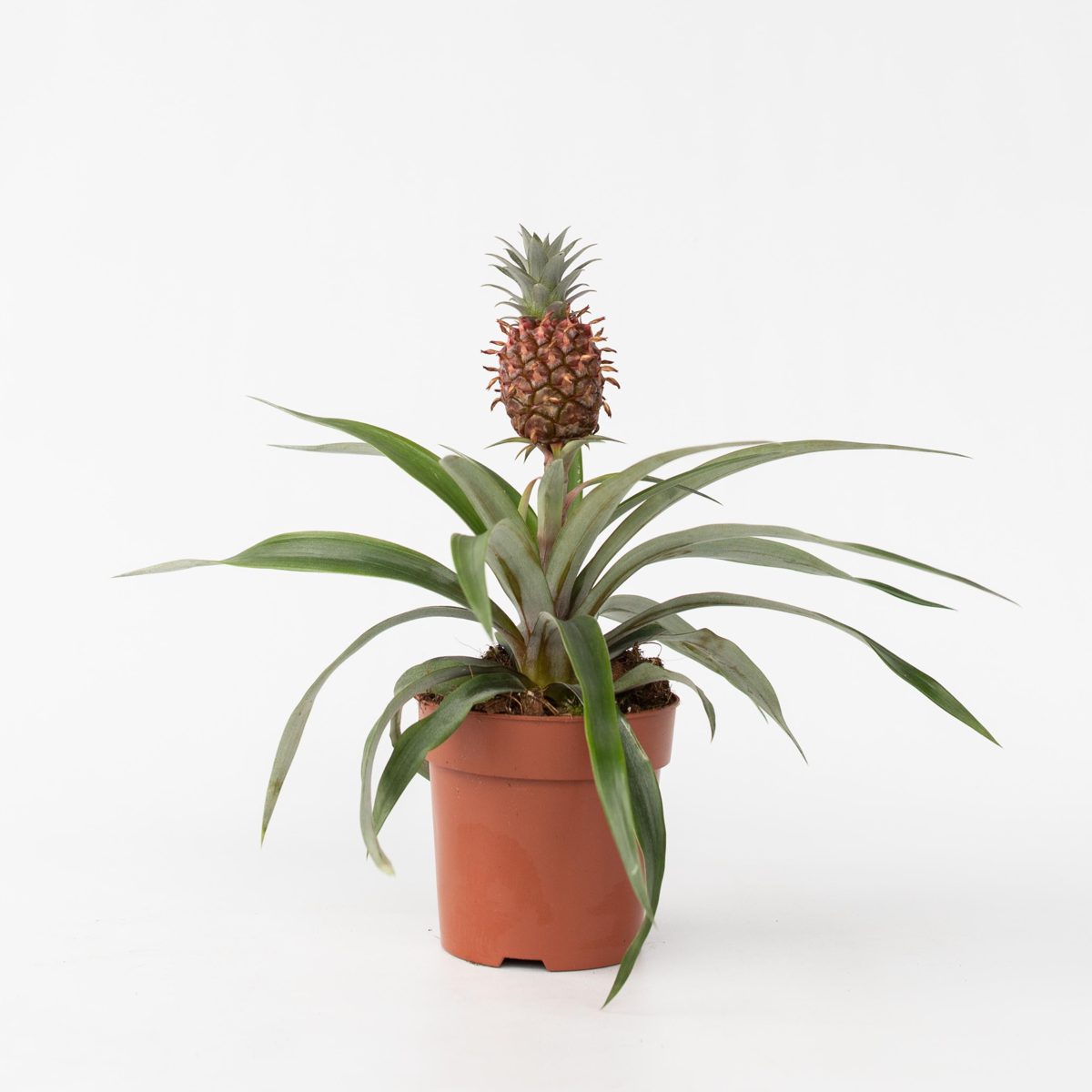 Florastore Ananaspflanze - Ananas Comosus 'Mi Amigo' - Höhe 35-45Cm - ⌀12Cm