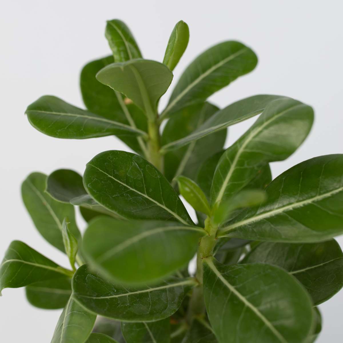 Florastore Wüstenrose - 4 Stk - Adenium Obesum - Höhe 25-40Cm - ⌀11Cm