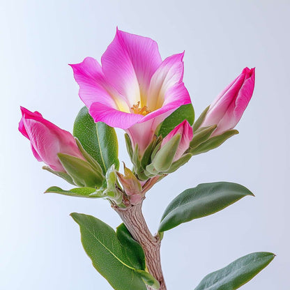 Florastore Wüstenrose - Adenium Obesum - Höhe 25-40Cm - ⌀10,5Cm