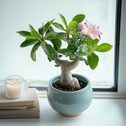 Florastore Wüstenrose - Adenium Obesum - Höhe 25-40Cm - ⌀10,5Cm