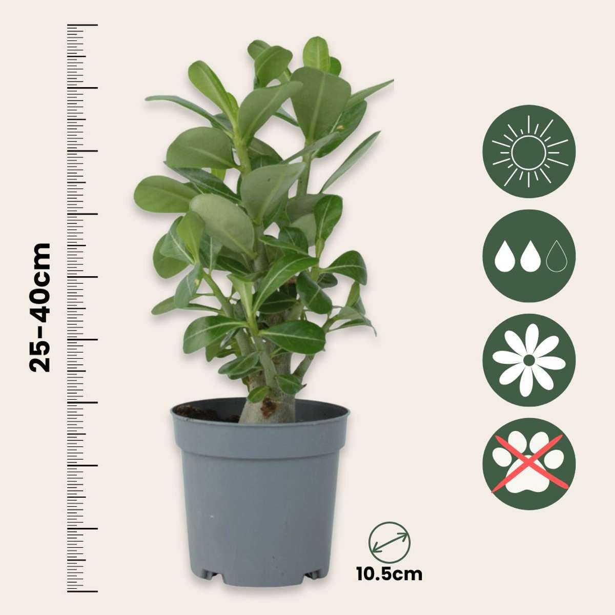 Florastore Wüstenrose - Adenium Obesum - Höhe 25-40Cm - ⌀10,5Cm